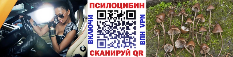 Псилоцибиновые грибы Psilocybe  Медногорск 